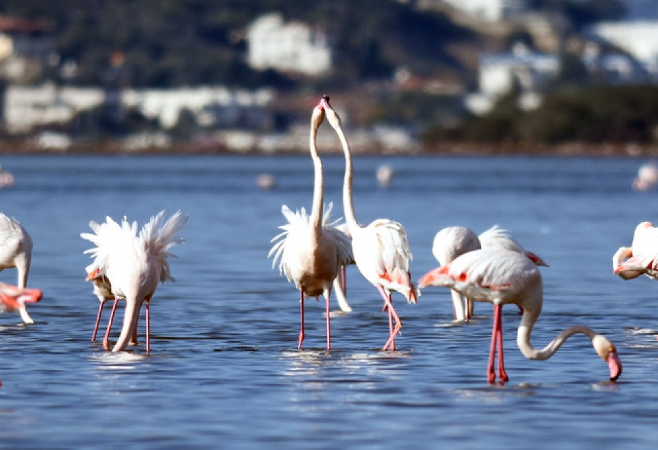 Tuzla Sulak Alanı'na gelen flamingolardan görsel şölen