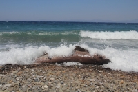 Datça’da sahilde ölü köpekbalığı bulundu