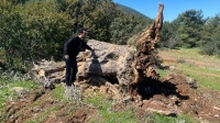 Bodrum'da tarihi zeytin ağaçlarını kesen tarla sahibine 30 bin lira ceza kesildi