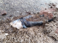 Bodrum'da sahilde belden yukarısı olmayan kadın cesedi bulundu