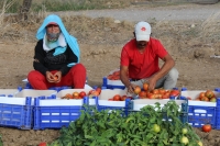  Datça'da güz domatesi hasadına başlandı