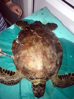 Yaralı yeşil deniz kaplumbağası tedavi altına alındı