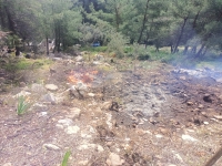 Bodrum'da hazine arazisini işgal edip ağaçları kestikleri öne sürülen 20 zanlı yakalandı