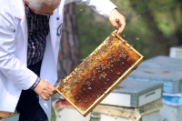 Arı ölümleri üreticileri endişelendiriyor