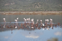 Tuzla Sulak Alanı göçmen kuşların akınına uğradı