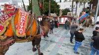 Bodrum'da deve güreşi festivali develerin kortej yürüyüşüyle başladı