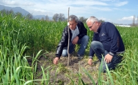 Ortaca'nın alternatif ürünü pikan cevizi