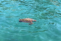 Bodrum'da su yüzeyinde ölü caretta caretta bulundu