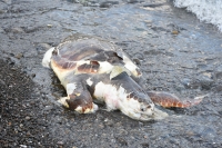 Caretta ağlara mı takıldı?